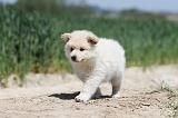 CHIEN FINNOIS DE LAPONIE 599